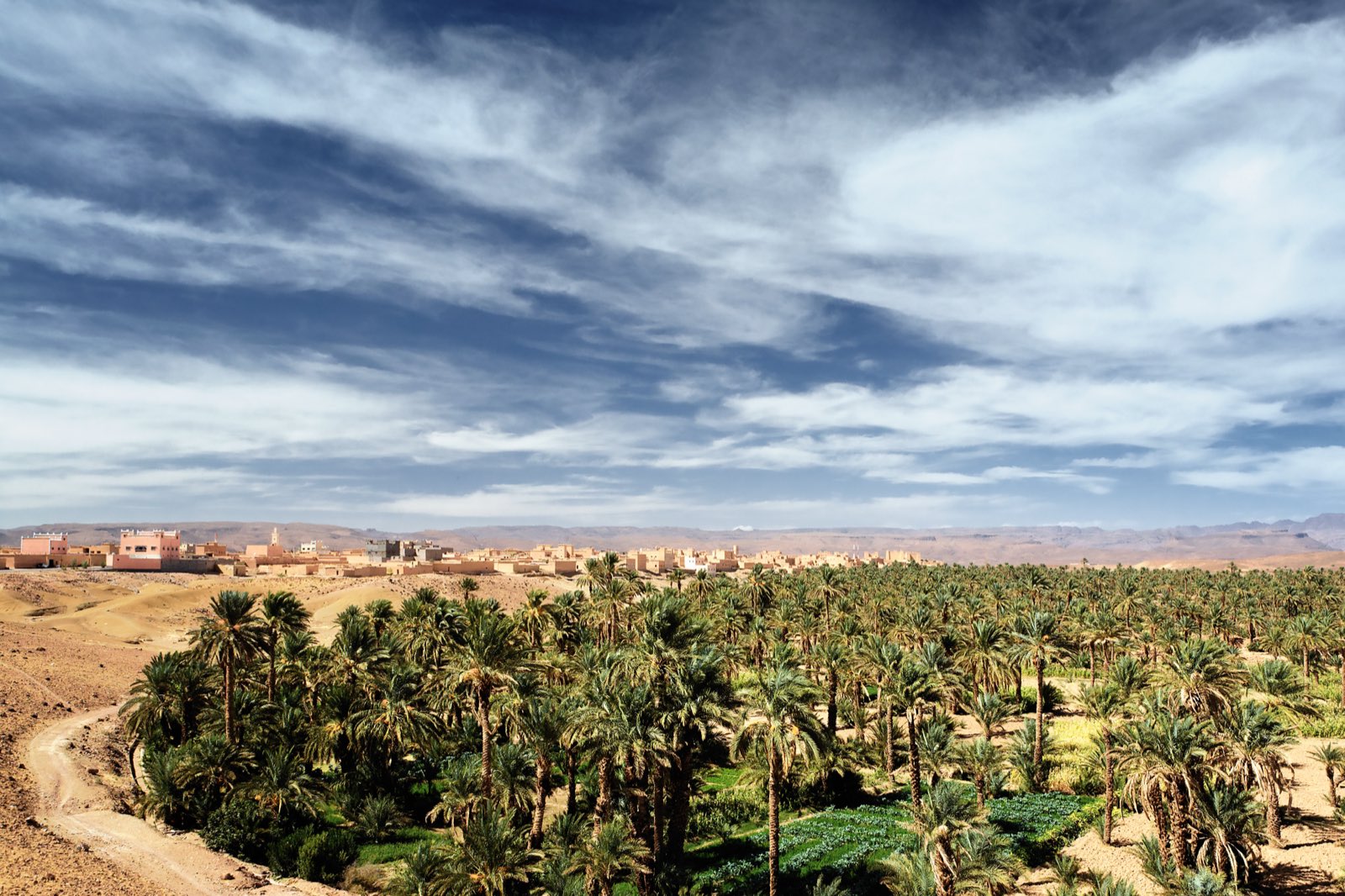 Date-palm farm with green crops in a desert oasis under a blue sky